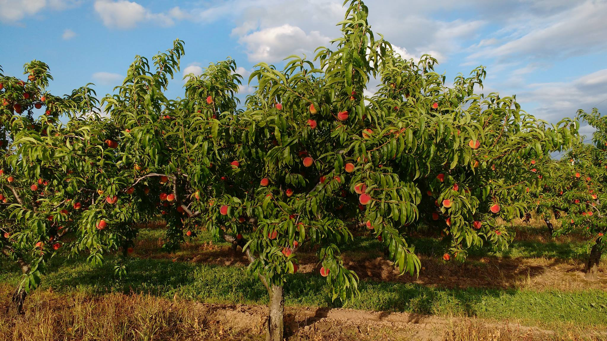 Sun-Ray Orchards - Quality Fruit from Our Family to Yours